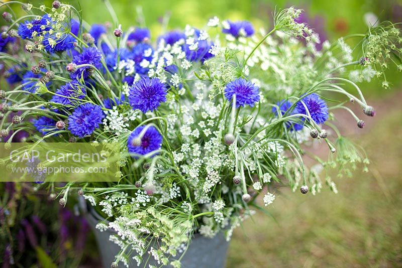 A bucket full of Ammi majus and Centaurea cyanus 'Blue Boy'. June