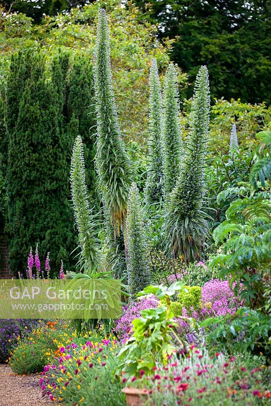 Long exotic border at Felbrigg Hall Walled Garden in Norfolk with Echium pininana. June, summer.