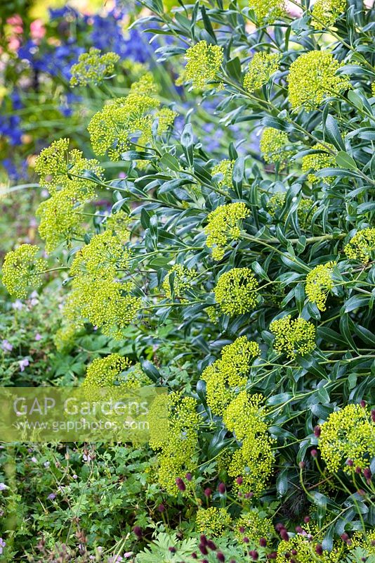 Bupleurum fruticosum, Shrubby Hare's Ear. Shrub, July.