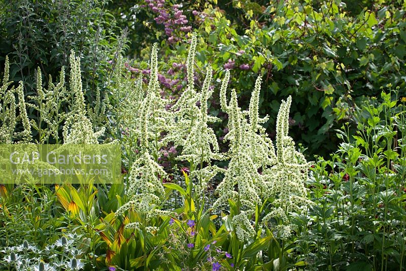 Veratrum californicum. California corn lily, California false hellebore