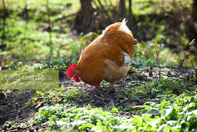 Chickens kept in a garden to deal with slugs and snails