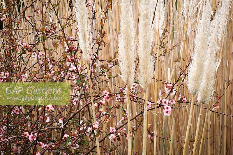 Chaenomeles speciosa 'Moerloosei syn. C.s. 'Apple Blossom' with Cortaderia fulvida syn. C. richardii and Miscanthus x giganteus. Japanese quince, Pampas grass