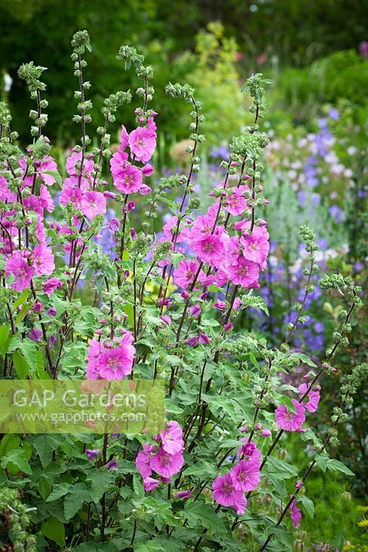 Lavatera olbia 'Pink Frills'