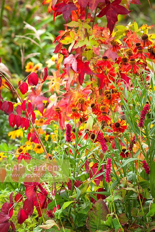 Liquidambar styraciflua 'Slender Silhouette' AGM with Helenium 'Moerheim Beauty' AGM, Persicaria amplexicaulis 'Fat Domino'  and Euonymus oxyphyllus AGM