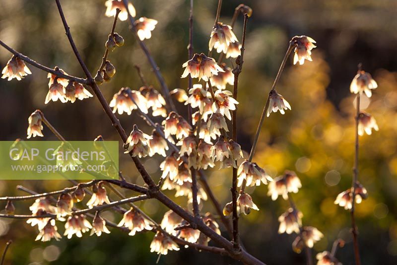 Chimonanthus praecox - Wintersweet