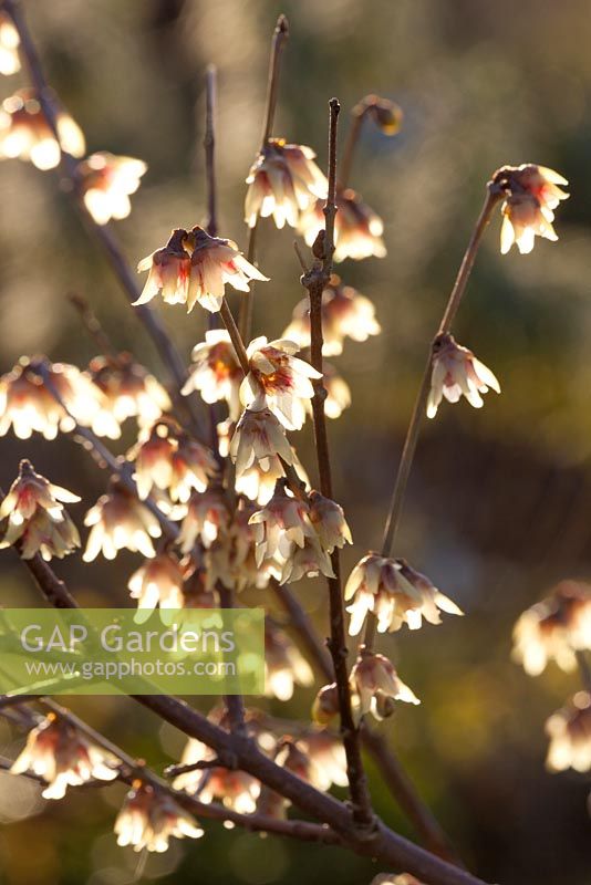 Chimonanthus praecox - Wintersweet