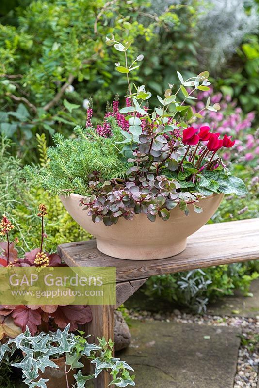 A shallow container featuring Sedum rupestre 'Angelina', Eucalyptus gunnii, Cyclamen, Sedum spathulifolium 'Purpureum' and Calluna vulgaris