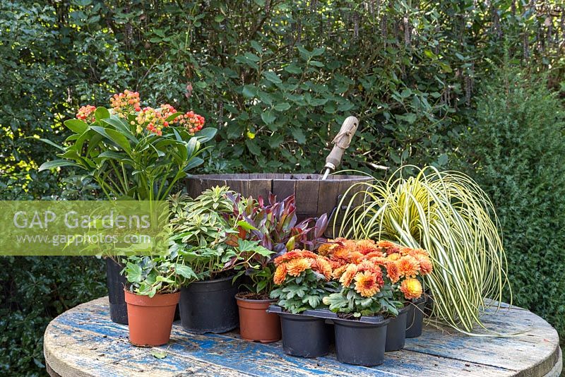Ingredients required to construct an Autumnal barrel feature Skimmia japonica 'Pabella', Carex oshimensis 'Evergold', Chrysanthemum Orange Double, Euphorbia, Hedera helix and Leucothoe