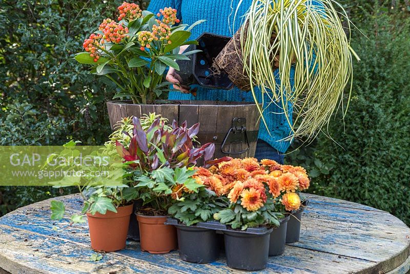 Removing Carex oshimensis 'Evergold' from pot