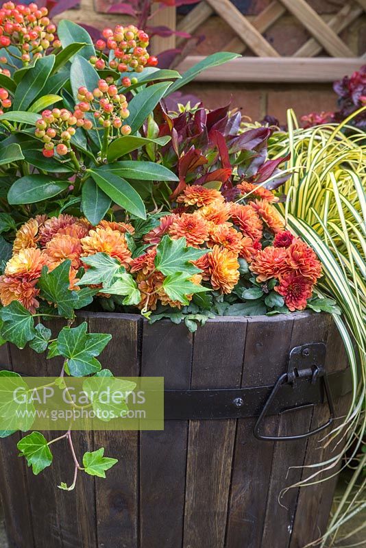 An Autumnal barrel featuring Skimmia japonica 'Pabella', Carex oshimensis 'Evergold', Chrysanthemum Orange Double, Euphorbia, Hedera helix and Leucothoe