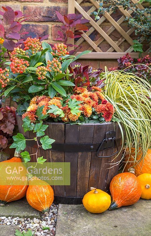 An Autumnal barrel featuring Skimmia japonica 'Pabella', Carex oshimensis 'Evergold', Chrysanthemum Orange Double, Euphorbia, Hedera helix and Leucothoe