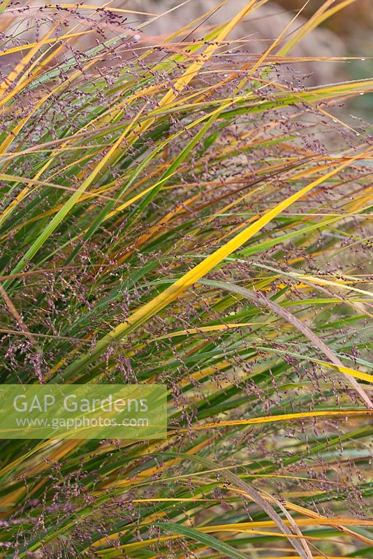 Panicum virgatum 'Northwind'