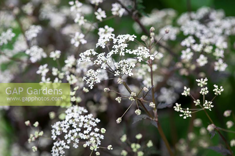 Anthriscus sylvestris 'Ravenswing'