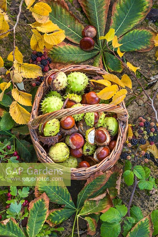 Wicker basket containing foraged horse chestnuts