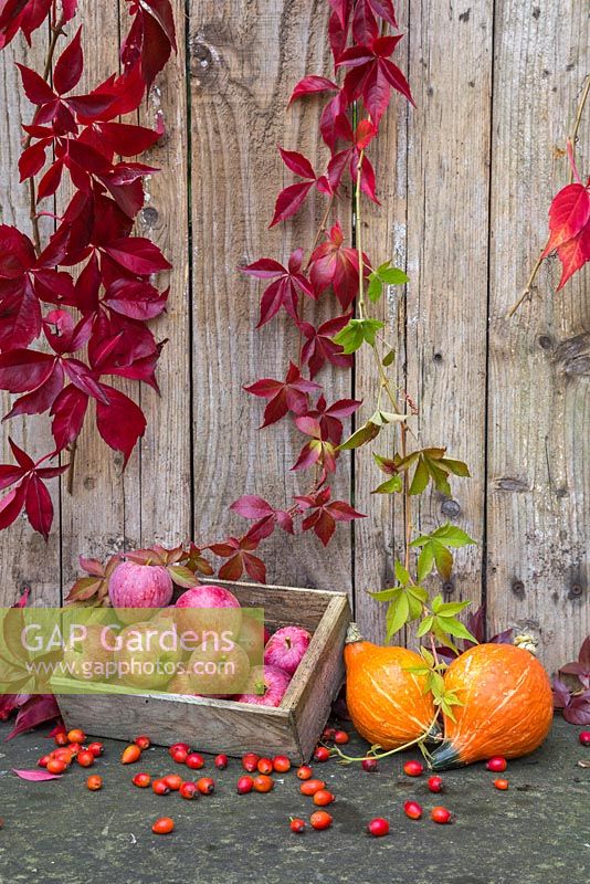 Autumnal display featuring Virginia creeper, windfall apples, gourds and rose hips