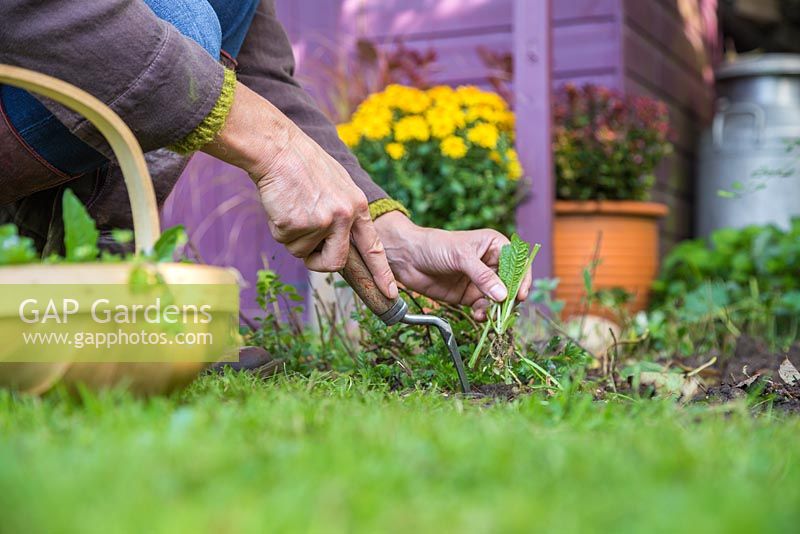 A woman weeding border