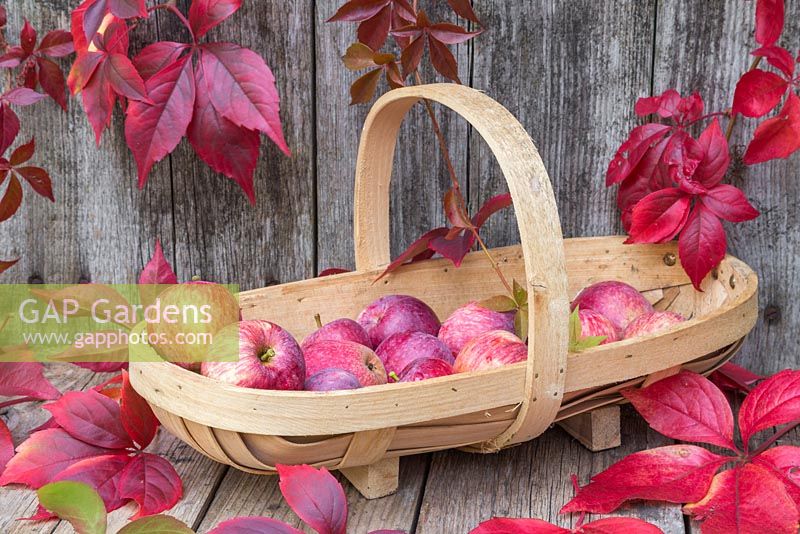 Autumnal display featuring Virginia creeper and windfall apples in a wooden trug