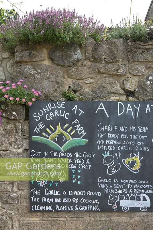 'A Day at The Garlic Farm'.  The Garlic Farm. Isle of Wight.