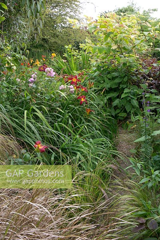 Path through the planting, Hemerocallis 'Spiderman' and ornamental grasses.