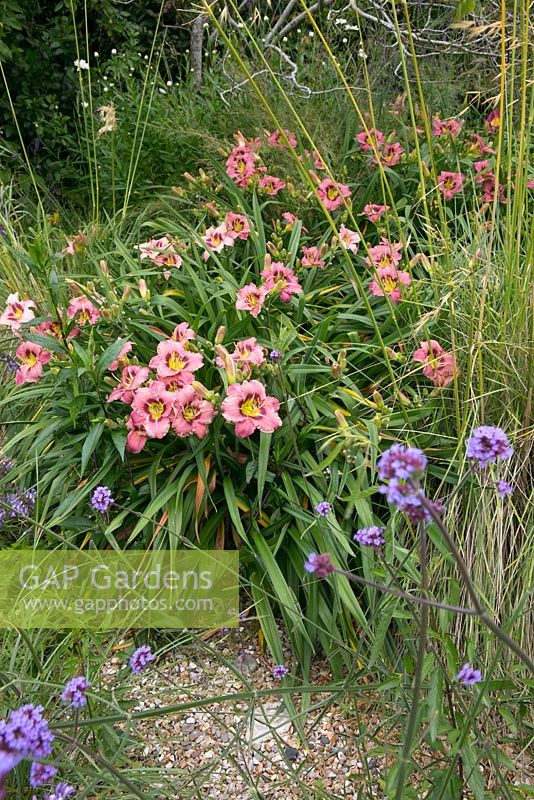 Hemerocallis 'Always Afternoon' with Verbena bonariensis in gravel garden 