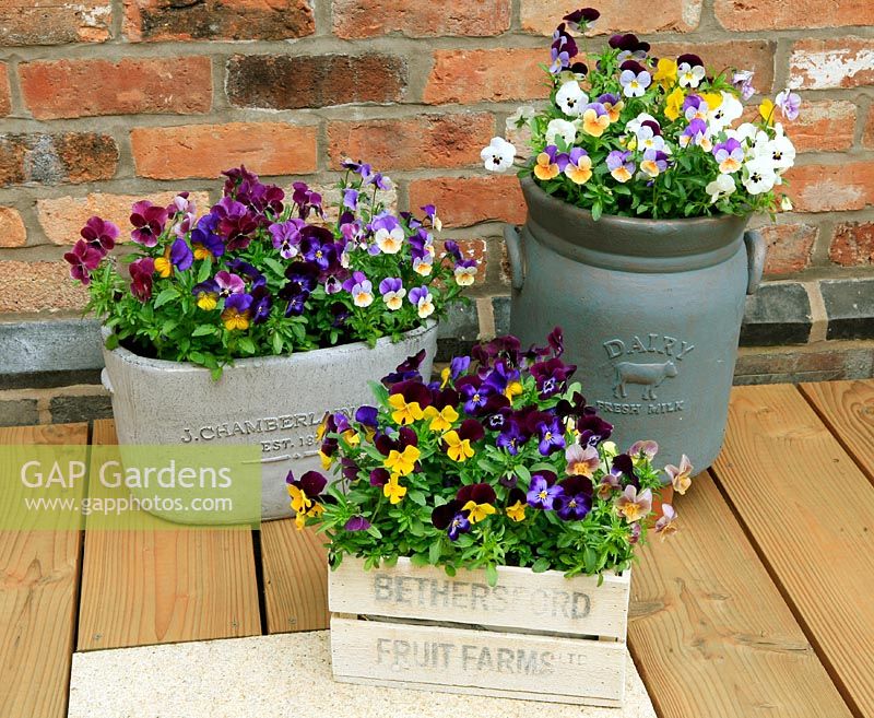 Mixed Violas growing in a variety of rustic style containers, a wooden stencilled fruit crate, bread tin and milk churn displayed against a wall on a timber deck. Hardy perennials. May. West Midlands