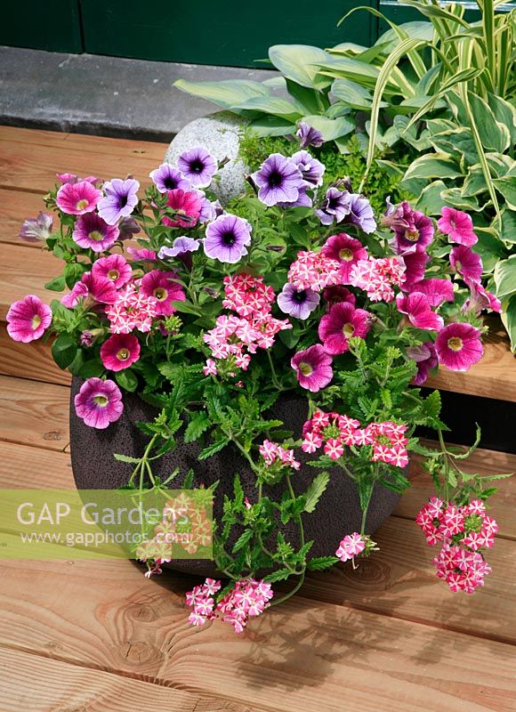 Pink and purple Petunias growing in a contemporary container on  a sunny timber deck with trailing Verbena to soften the edge.  Sweetunia Hot Pink Touch and Purple Spotlight with Verbena 'Estrella Pink Star'