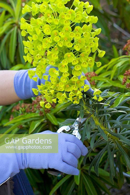 Using gardening gloves for protection from euphorba sap allergy when pruning