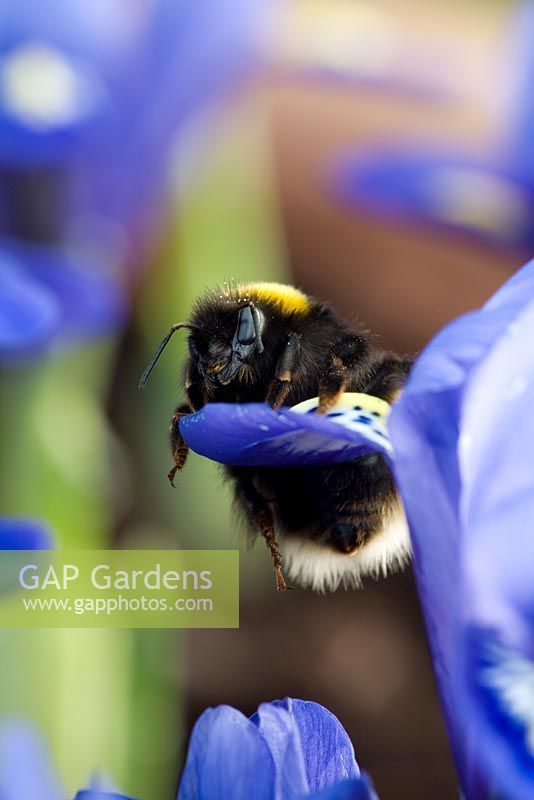 Bumble bee on Iris reticulata - winter flowering iris