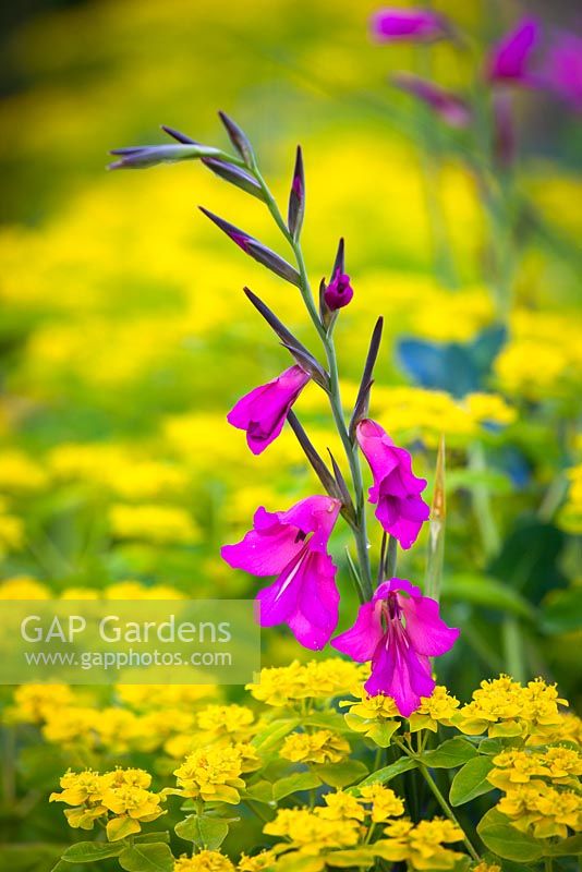 Gladiolus communis subsp. byzantinus AGM with Euphorbia oblongata - Balkan spurge