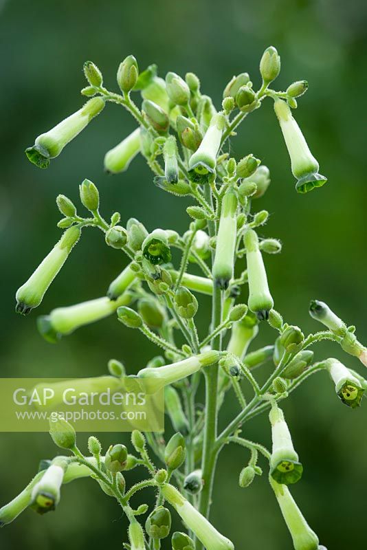 Nicotiana knightiana