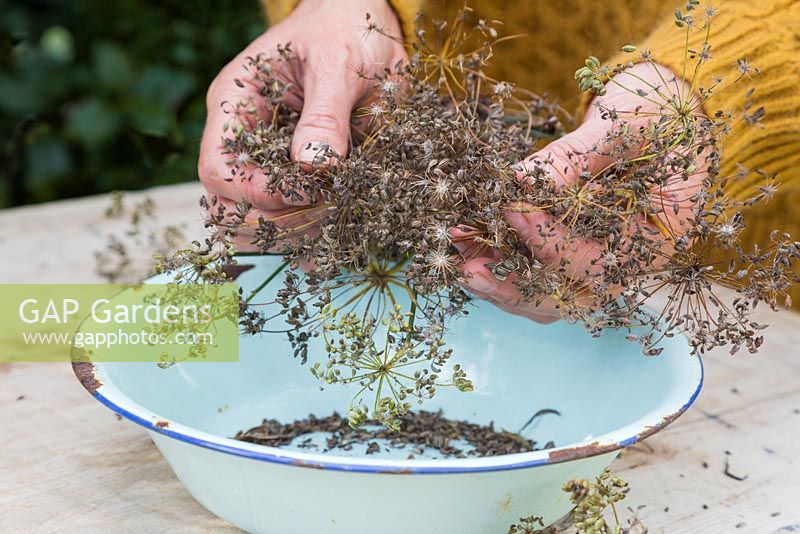 Gathering fennel seeds in an enamel bowl