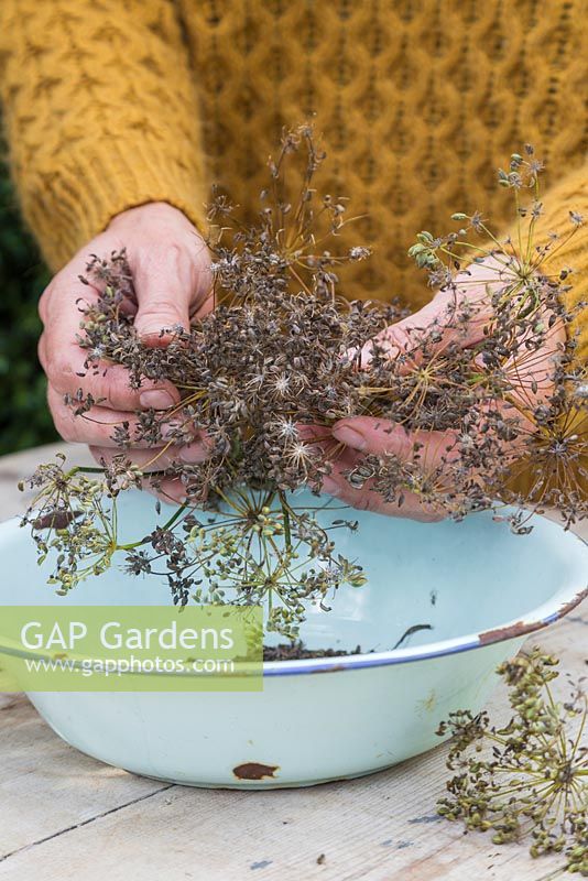 Gathering Fennel seeds in an enamel bowl