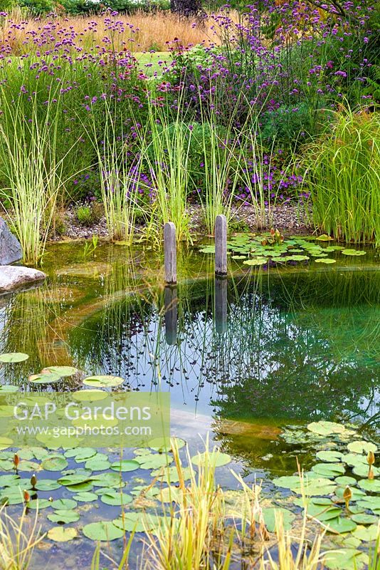 Typha latifolia 'Variegata', Variegated Bulrush and other plants in the swimming pond regeneration zone. 