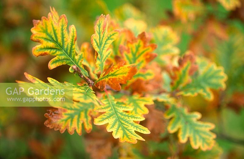 Quercus robur, leaves turning colour in November