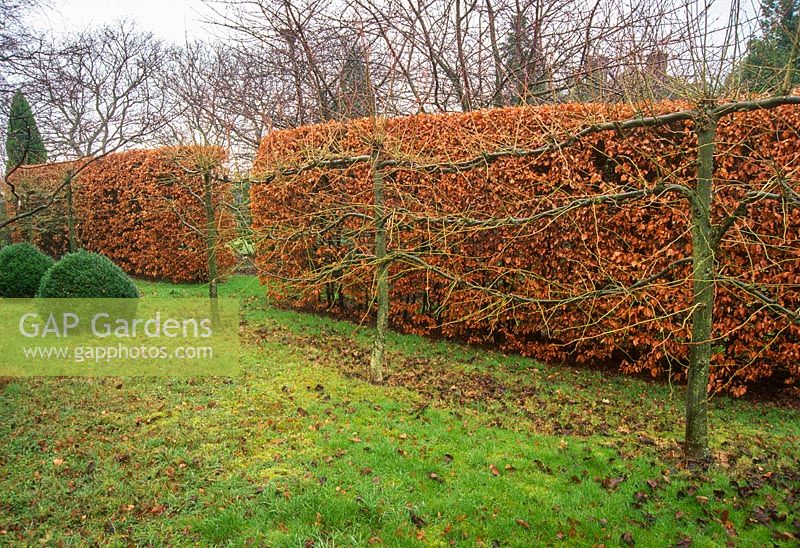 Pleached lime trees before pruning in winter. Beech hedge and box topiary.