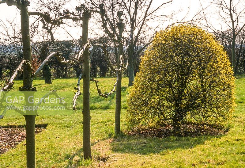 Pleached lime trees after pruning in winter. Cornus mas trimmed to shape. February