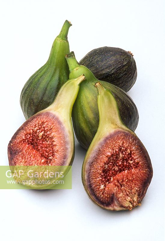 Fig 'Brown Turkey'. Close-up of fruits on white background in September