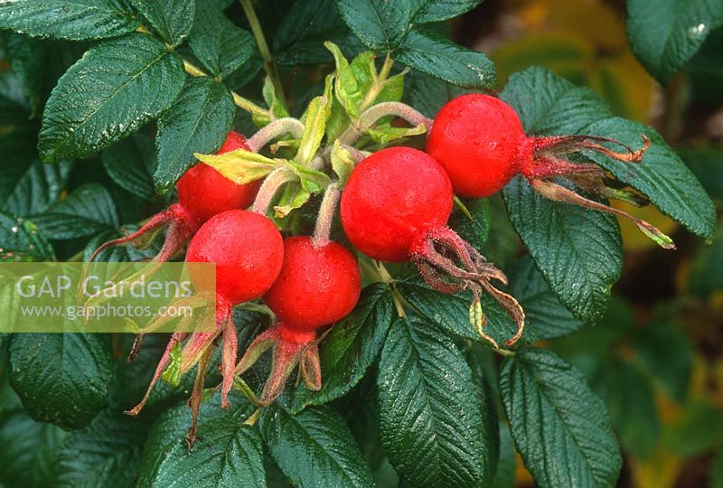 Rosa rugosa. Hips