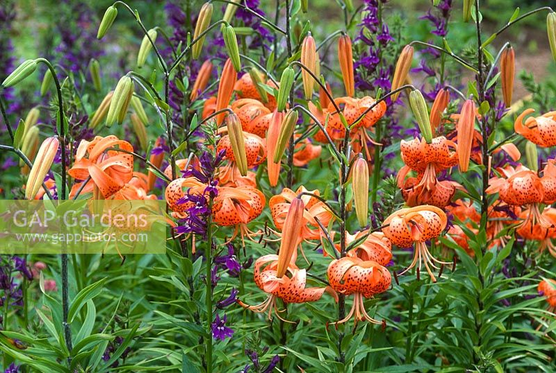 Lilium lancifolium 'Splendens' with Lobelia x speciosa 'Compliment Blue'