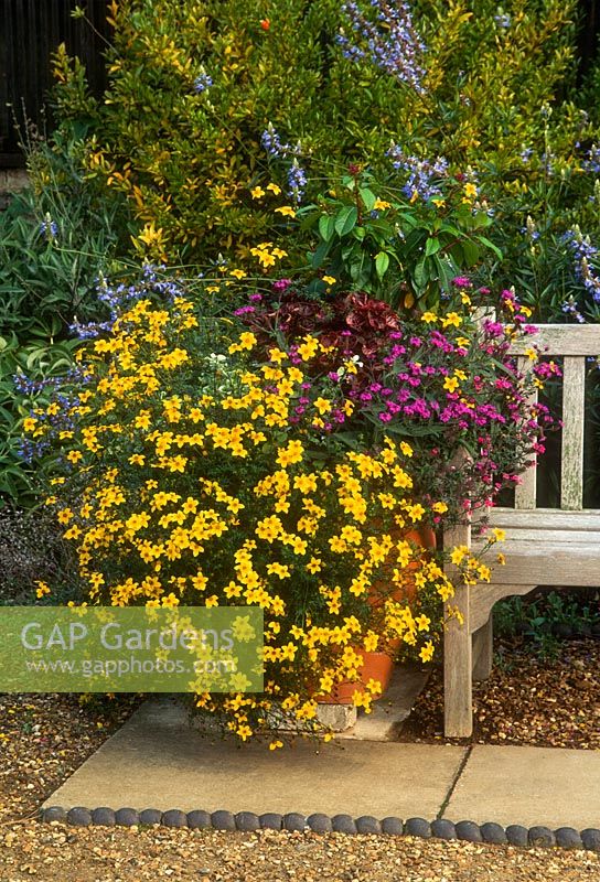 Container beside wooden bench with Bidens ferulifolia and Verbena rigida