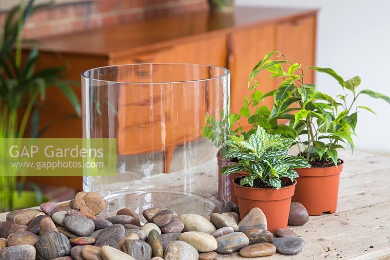 Ingredients required for planting up a glass vase Terrarium are pebbles, Ficus benjamina, Muehlenbeckia and Pilea