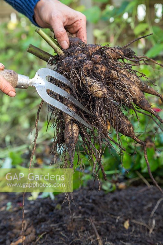 Using a hand fork to gently remove loose soil on the Dahlia tuber. Storing Dahlia tubers. 