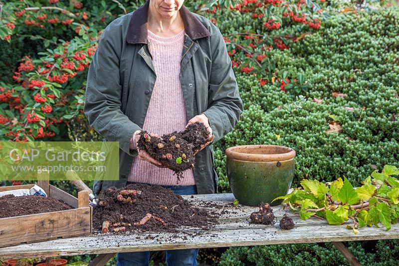 Very gently break apart the Begonia tubers. Take care as the stems are extremely tender and prone to snap. Storing Begonia tubers. 