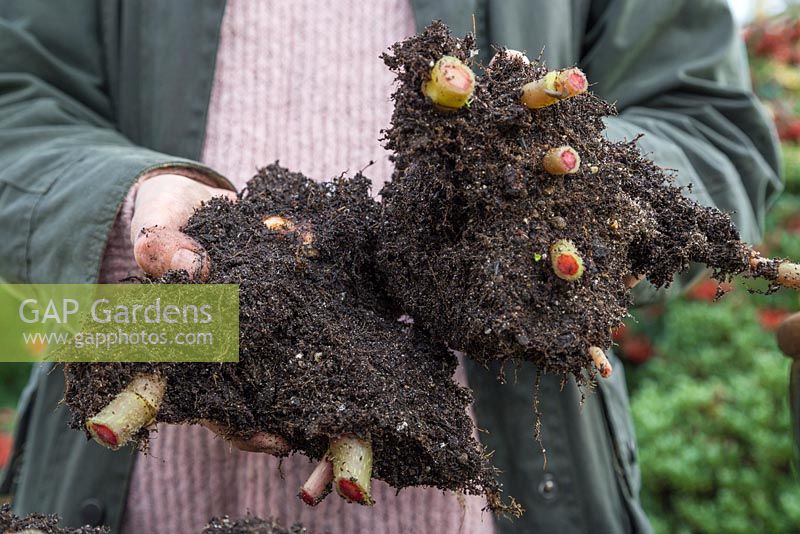 Very gently break apart the Begonia tubers. Take care as the stems are extremely tender and prone to snap. Storing Begonia tubers. 