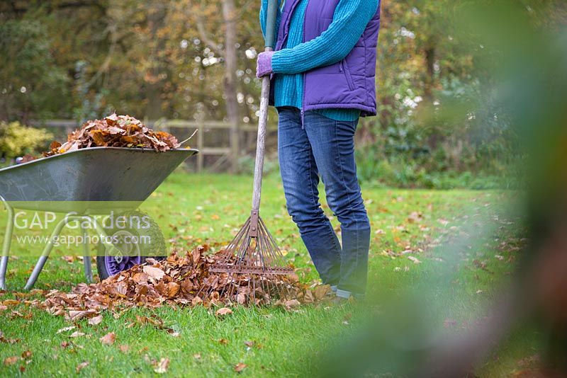 Woman leaning on rake with a pile of raked autumnal leaves