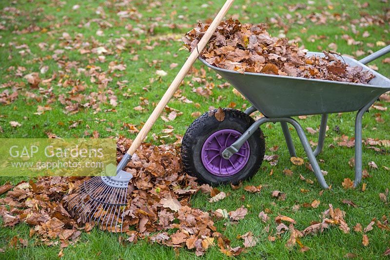 A pile of raked autu... stock photo by GAP Photos, Image: 0555800