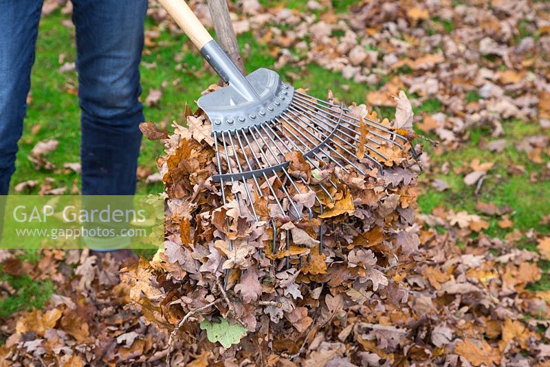 Using two garden rakes to form a claw for scooping up fallen autumnal leaves