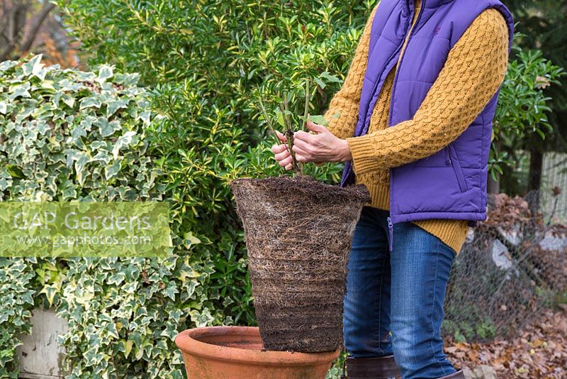 Storing salvia through winter. Lift the salvia plant out of its container