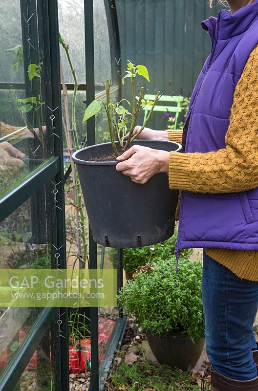 Storing salvia through winter. Place your salvia plant in the warm and safety of your greenhouse