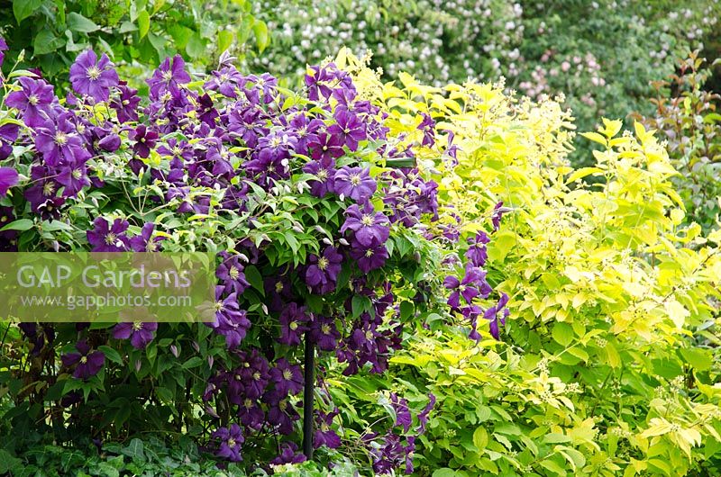 Clematis 'Jackmanii' with Philadelphus caucasicus 'Aureus'